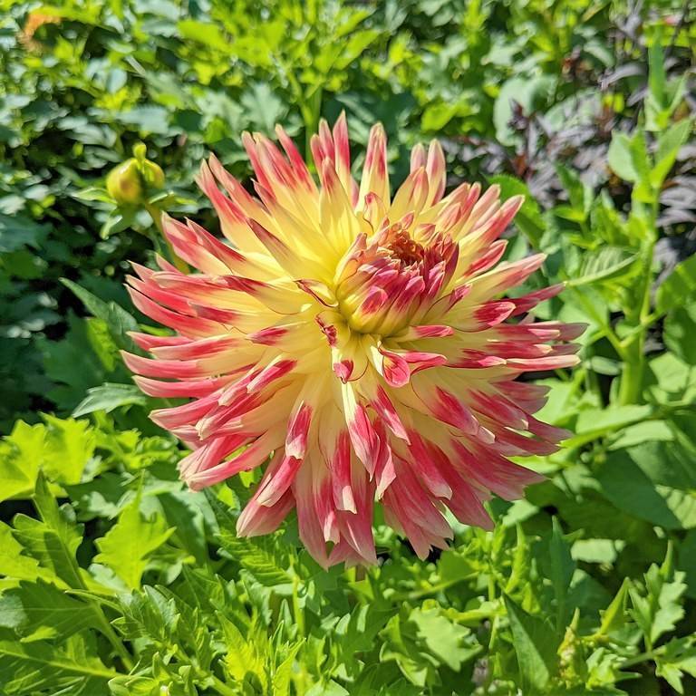 Havedahlia – Dahlia x hortensis